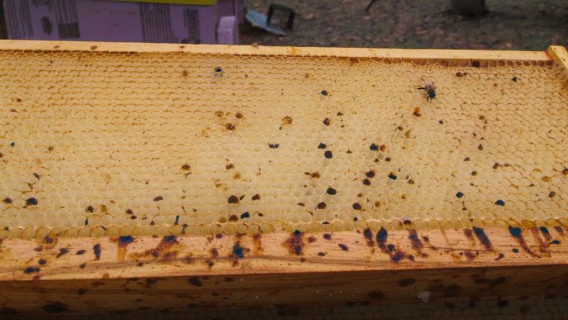 artie keenan recommends honey bee scat queen pic