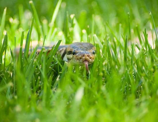Snake In The Grass Gif der toilette