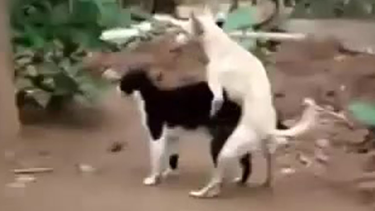 Best of Ladies mating with animals