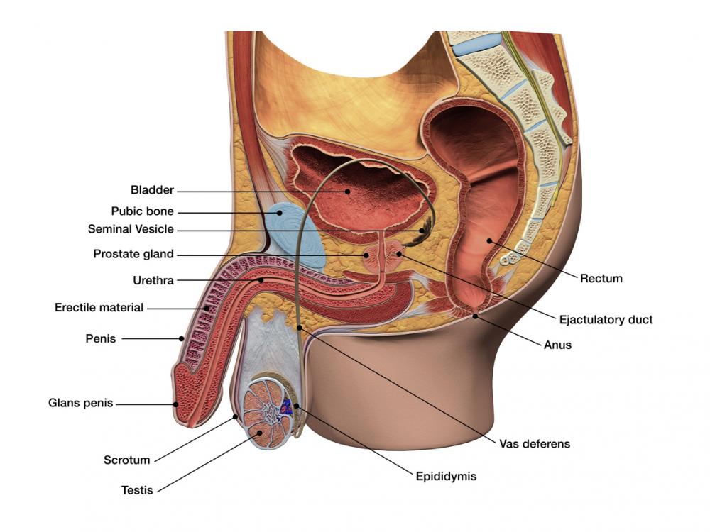 dave matz recommends find prostate massage therapist pic