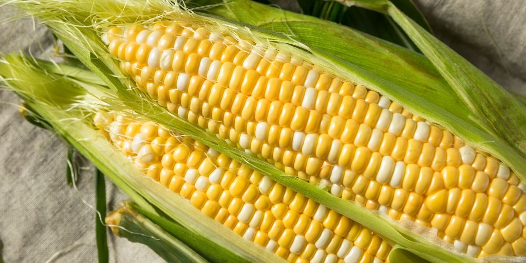 danita jo share corn on the cob images photos