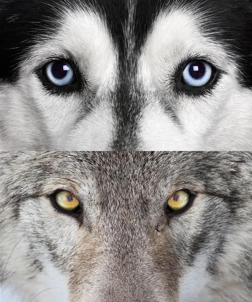 barry hiett add pitbull vs wolf photo