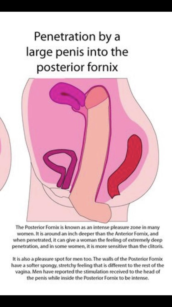 Hitting The Cervix transformation furry