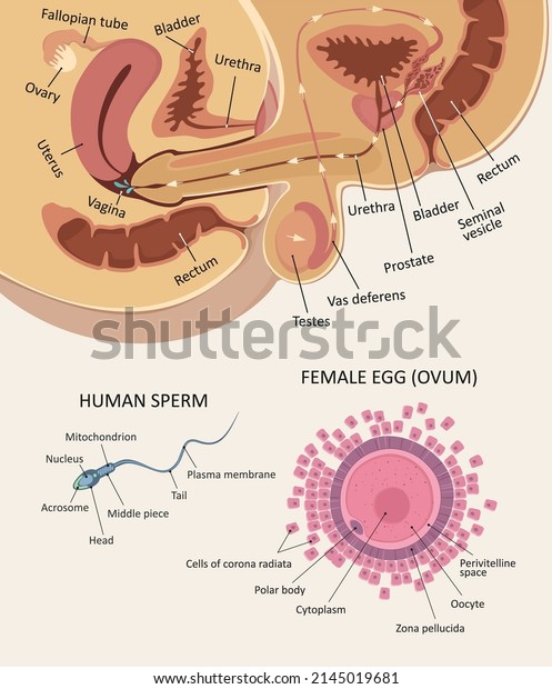 intercourse process with pictures