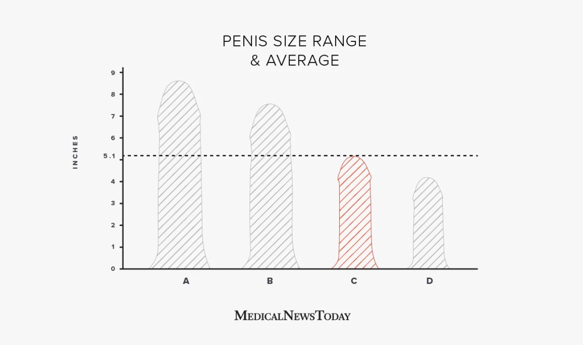 david w jenkins recommends Average Size Penis Pics