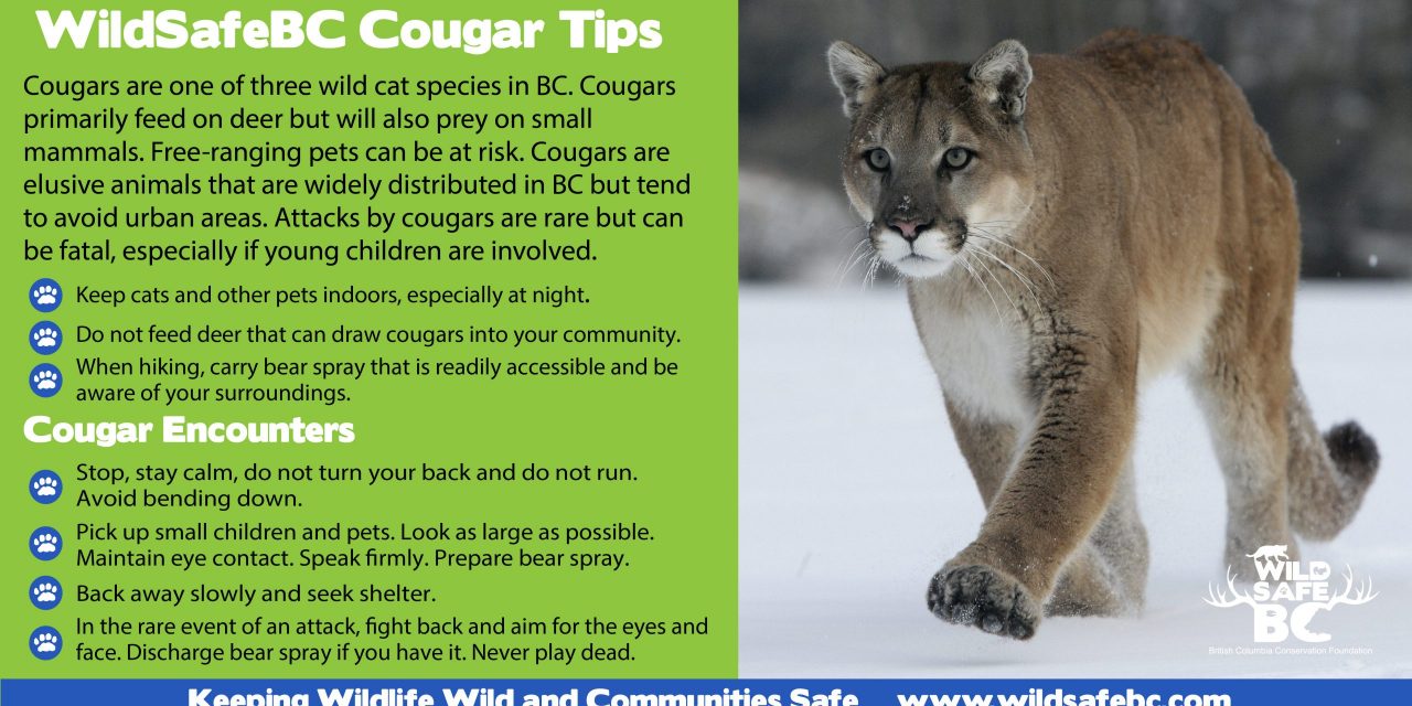 bella hughes recommends how to talk to cougars pic