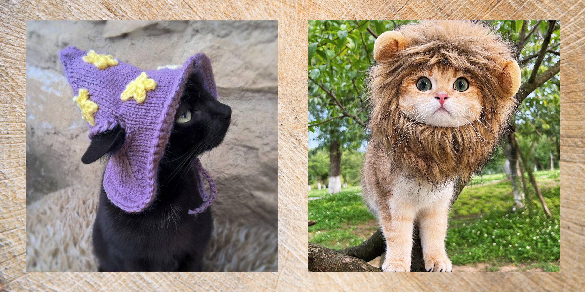 pictures of kittens in costumes