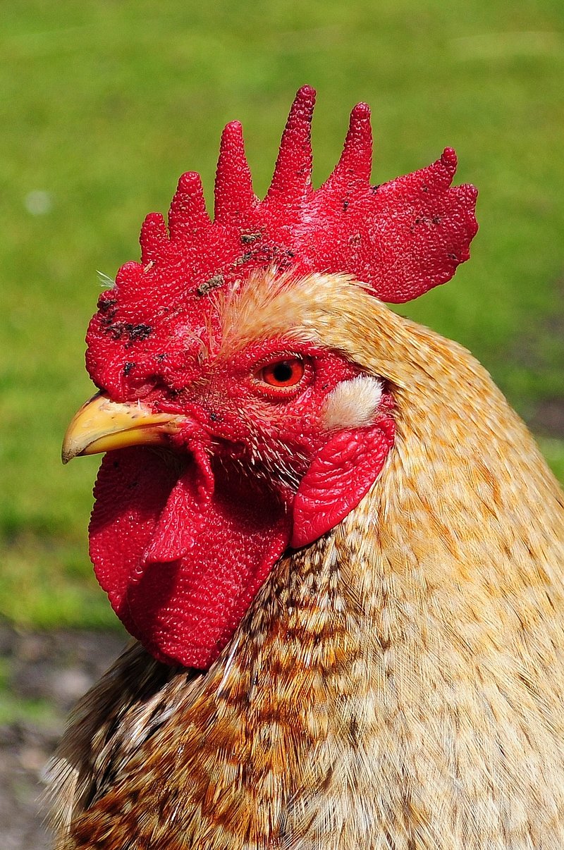 a picture of a cock