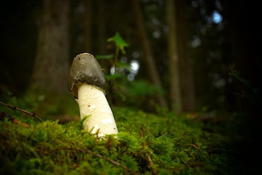 brandon tomita add photo how to get a mushroom head penis