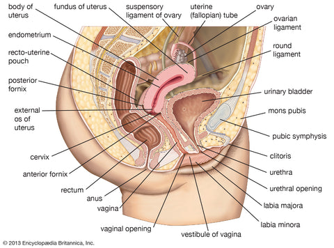 da letter e recommends hitting the cervix pic