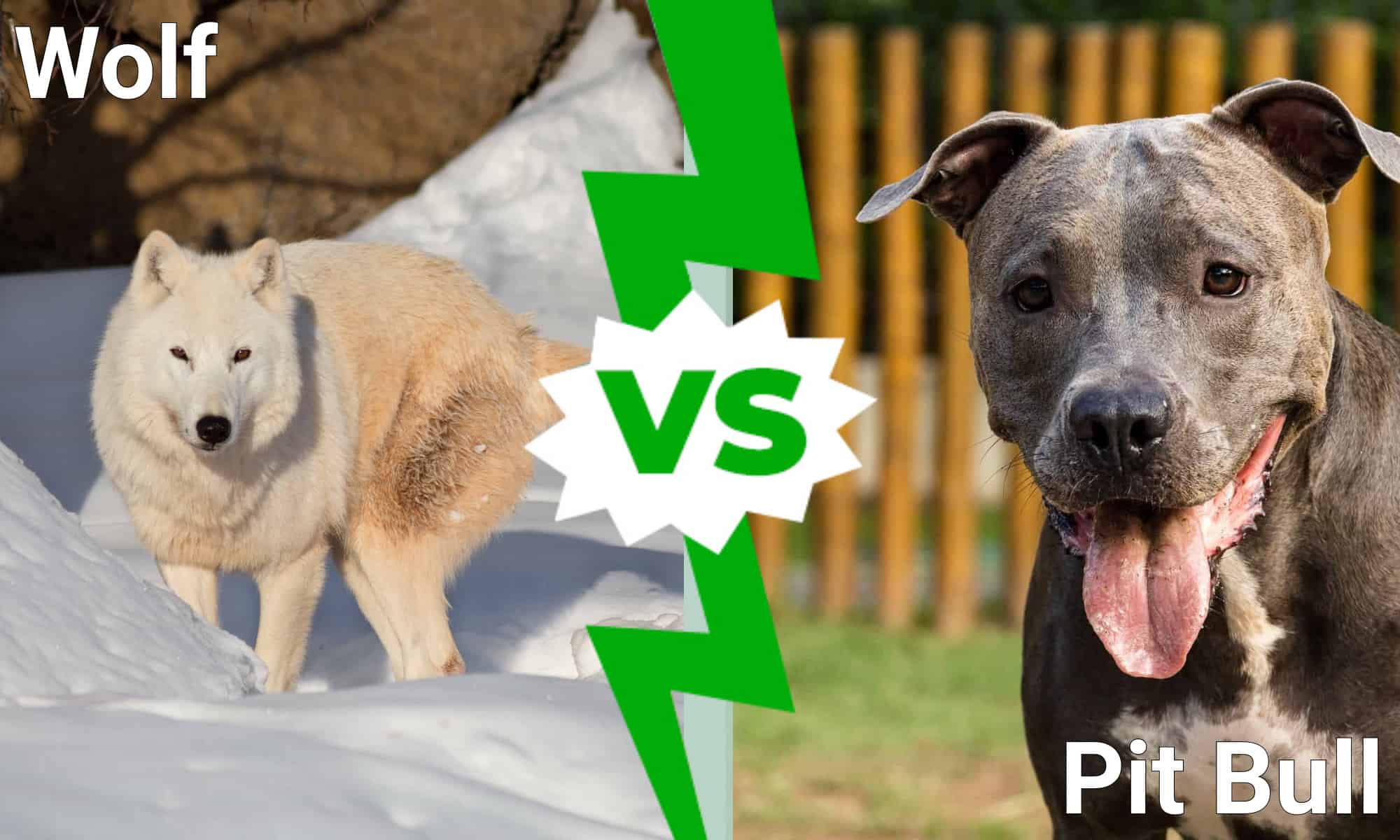 daniel feest add photo pitbull vs wolf