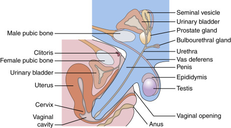 anna brightman add intercourse process with pictures photo