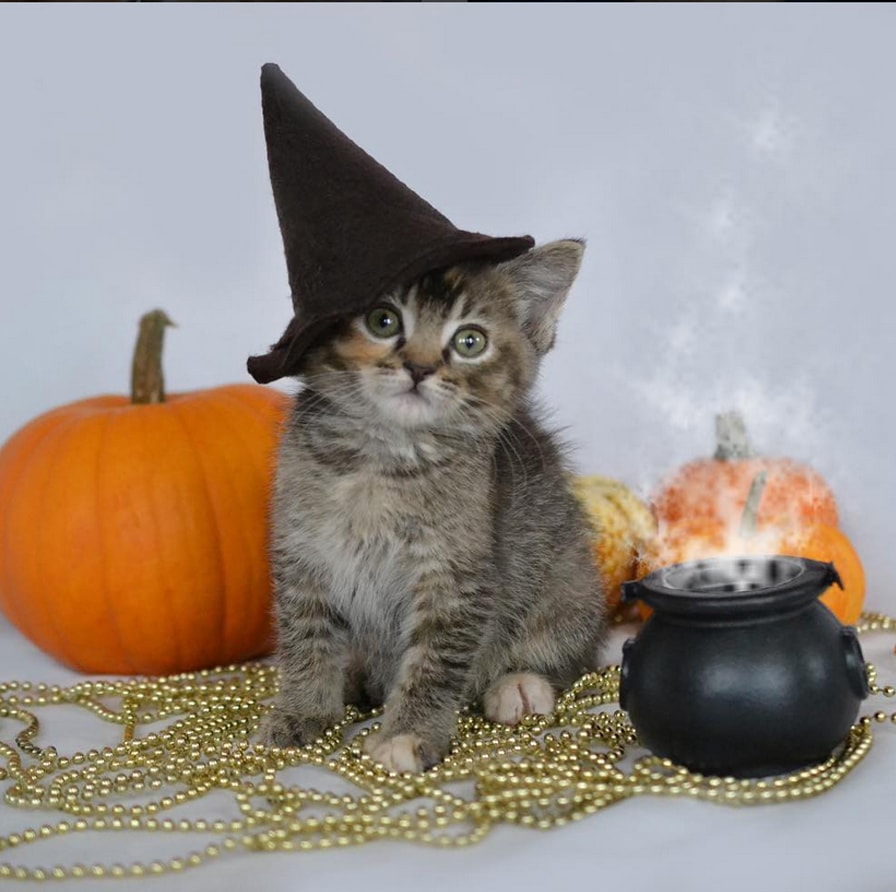 anas arar add pictures of kittens in costumes photo