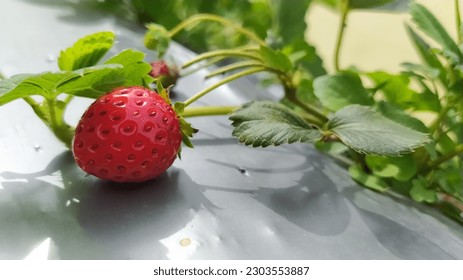 I Feel Myself Strawberry naturiste paris