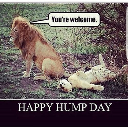benny guan recommends Happy Hump Day Sexual