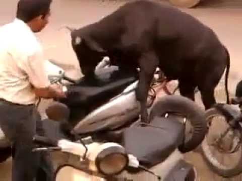 Best of Woman fucked by bull