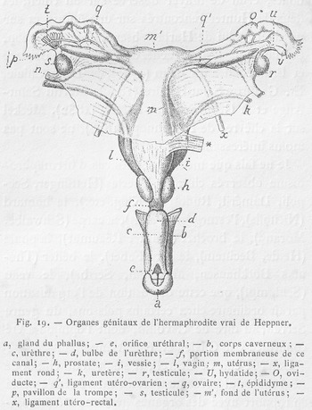 Pictures Of Hermaphrodite Genitals gentledom forum