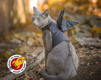 danielle laughrey share dragon costume for cat photos