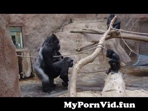 Girl Fucked By Gorilla add on