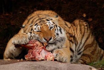 adam fiske recommends tiger eats man alive pic