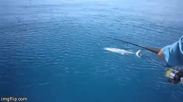 Best of Funny fishing gif