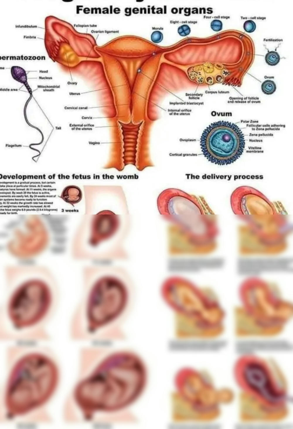 aggrey raymond add photo intercourse process with pictures