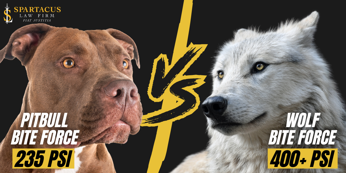 pitbull vs wolf
