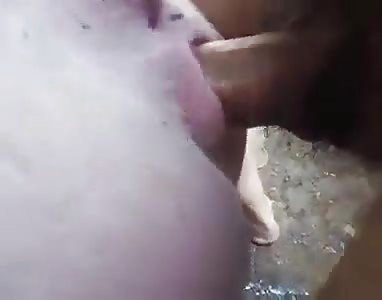 guy fucks pig pussy