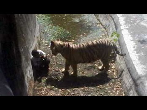 tiger eats man alive