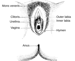 picture of hymen