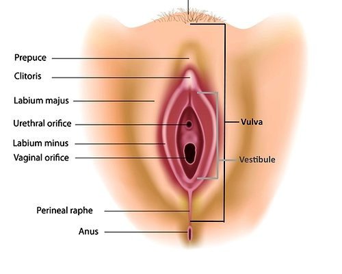 cosmin nedelcu recommends how to masterbate as a female pic