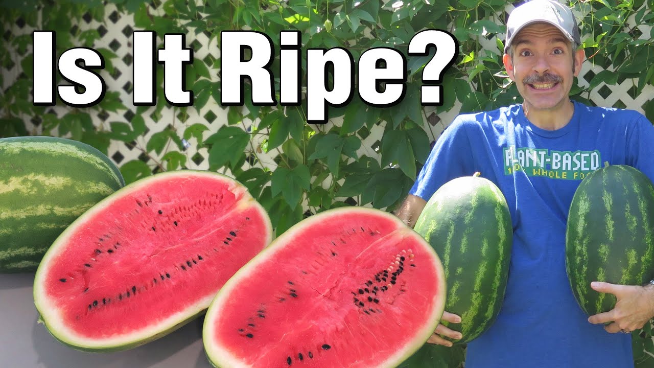 colin seow recommends Young Ripe Melons 2