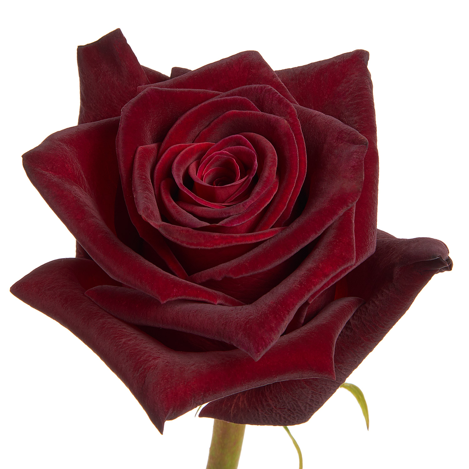 anita bezyak recommends Red Rose La Cubana