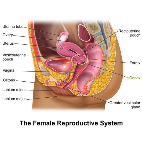 brooke christie recommends hitting the cervix pic