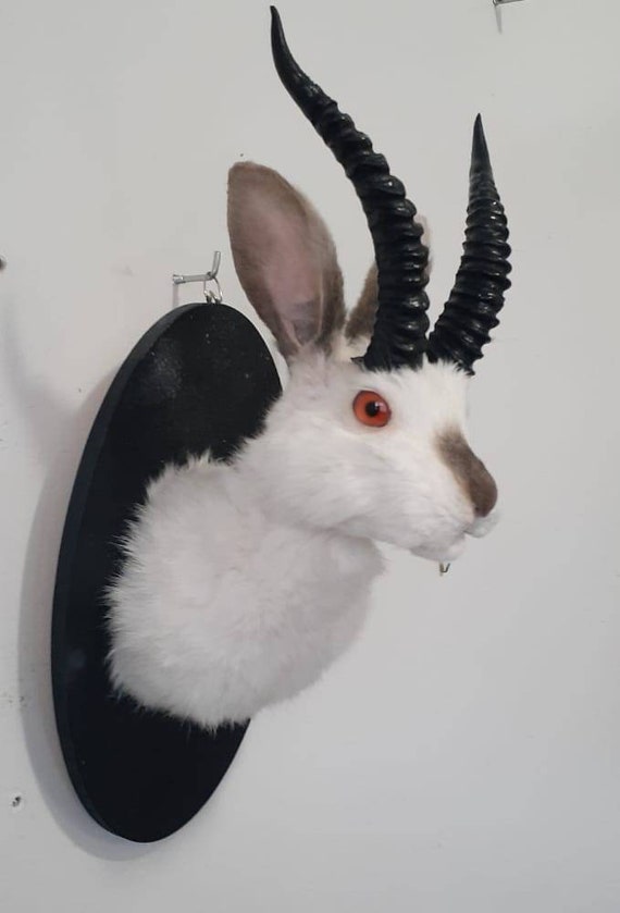 doods dizon share horn bunny com photos