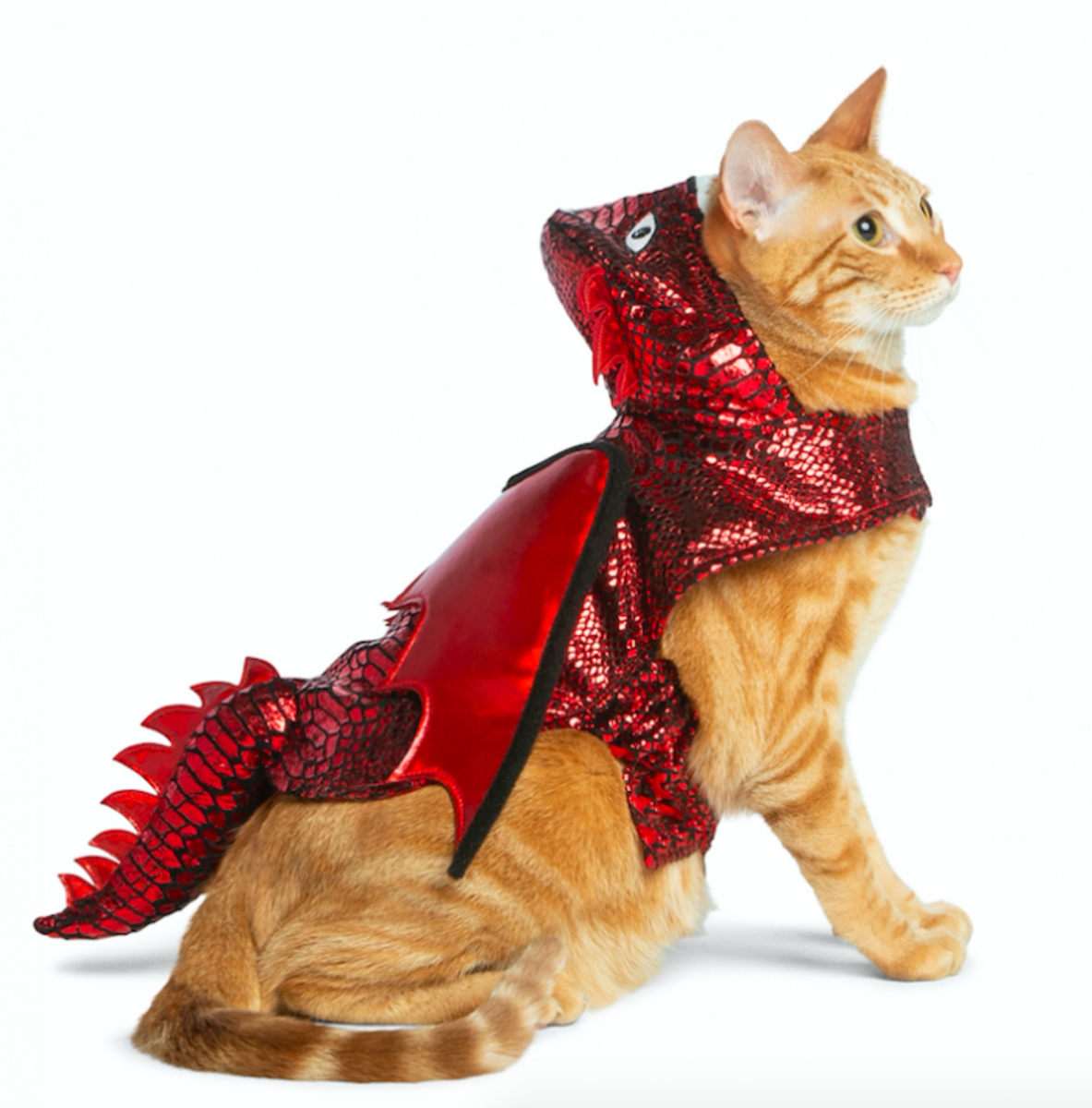 bobby ally add photo dragon costume for cat