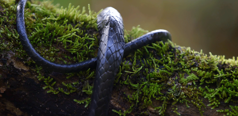 antonio rocco share snake in the grass gif photos