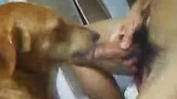 Best of Fucking a dogs pussy