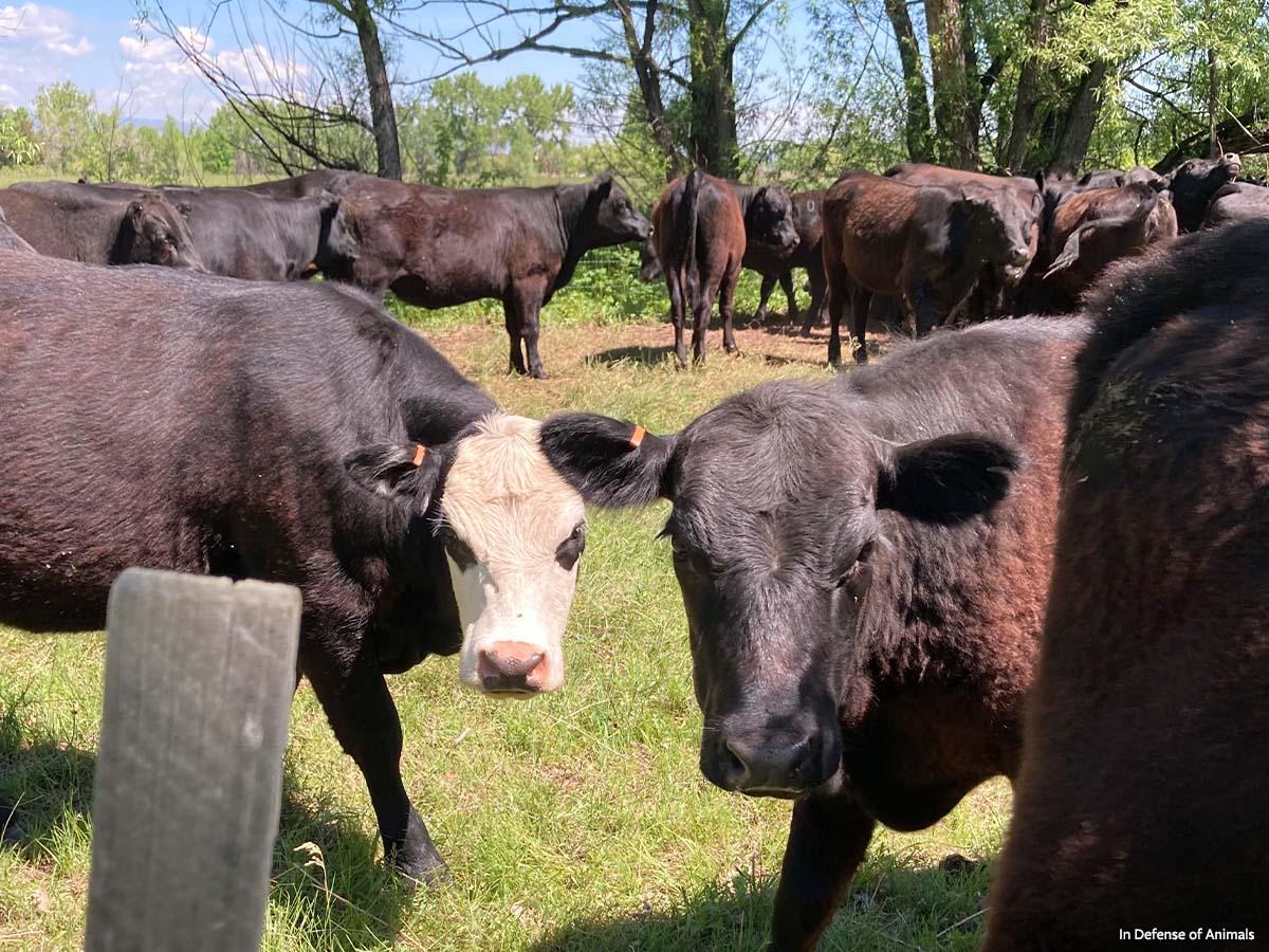 bob ruckman recommends Girl Has Sex With Cow