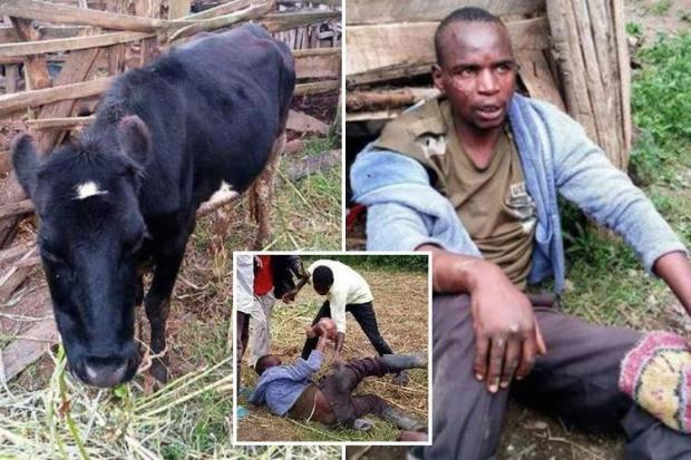 chukwu monday recommends Girl Has Sex With Cow