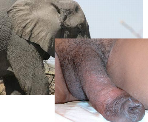 Girl Sucking Elephant Dick modeling jobs