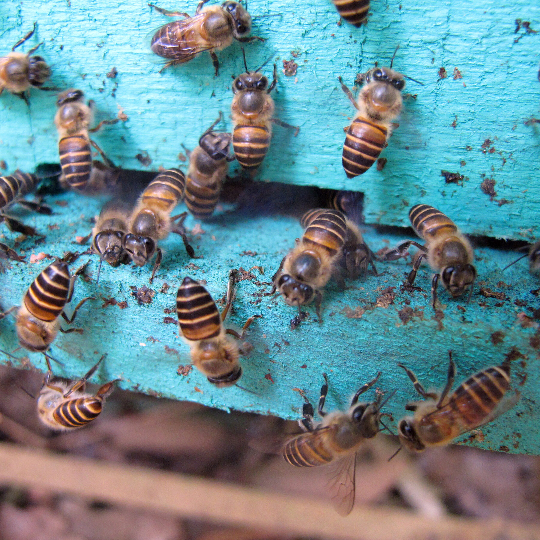 carson bozman recommends Honey Bee Scat Queen