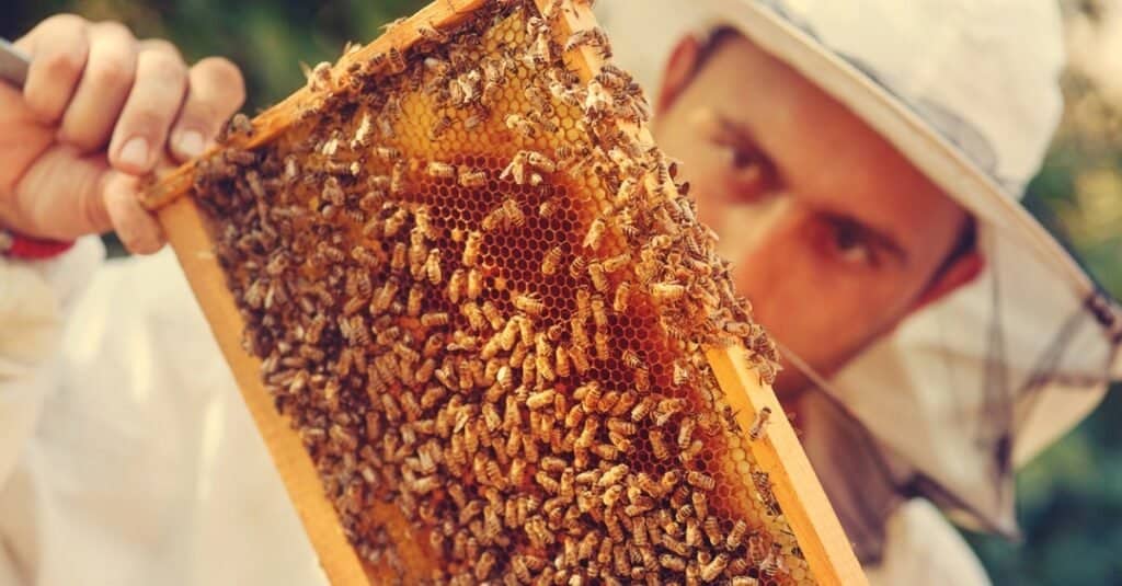cheryl culpepper share honey bee scat queen photos