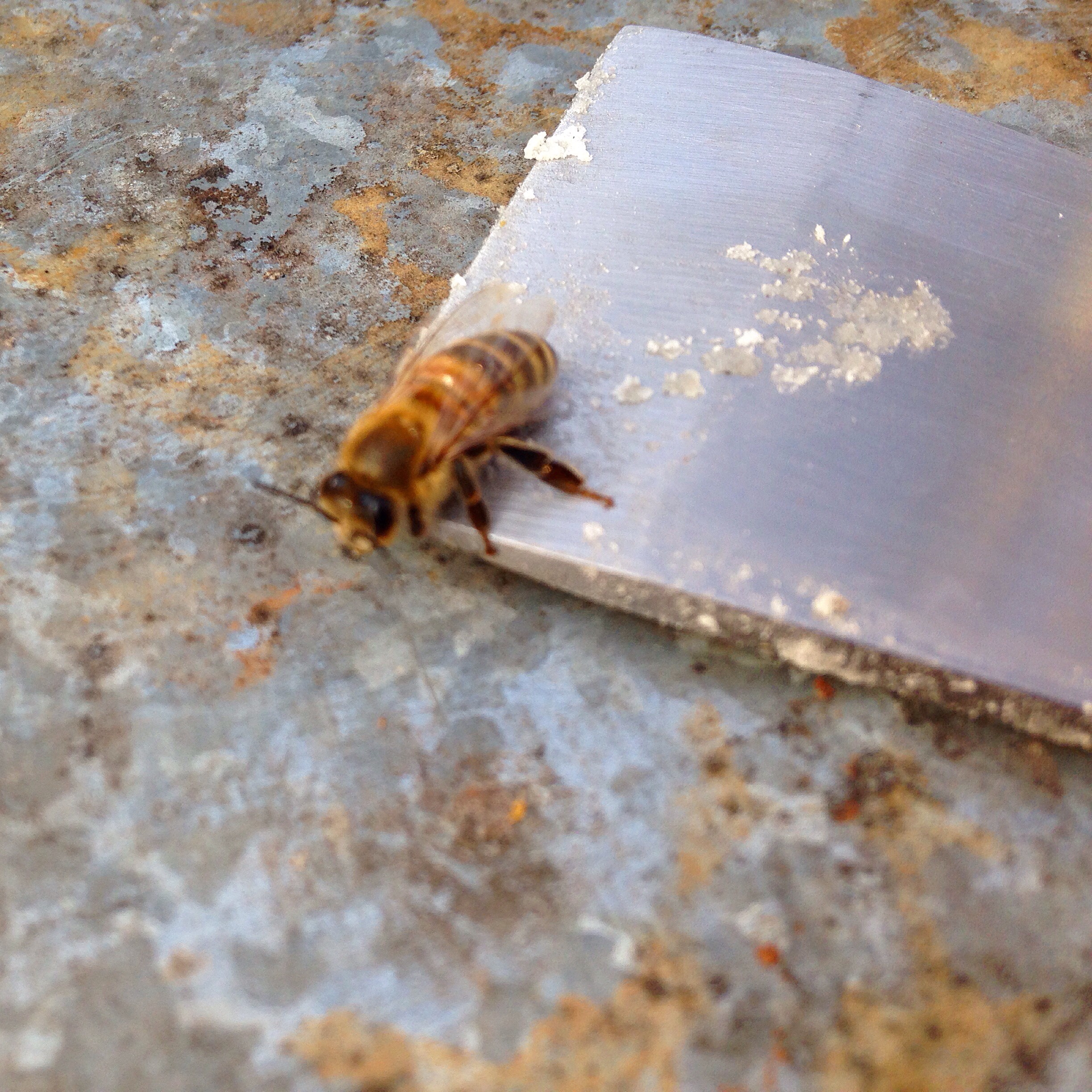 casey allen aldridge recommends Honey Bee Scat Queen