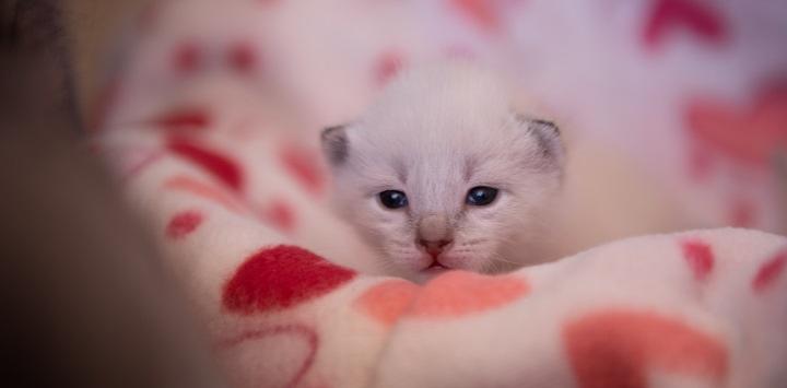 dennis carandang add ms white kitten photo