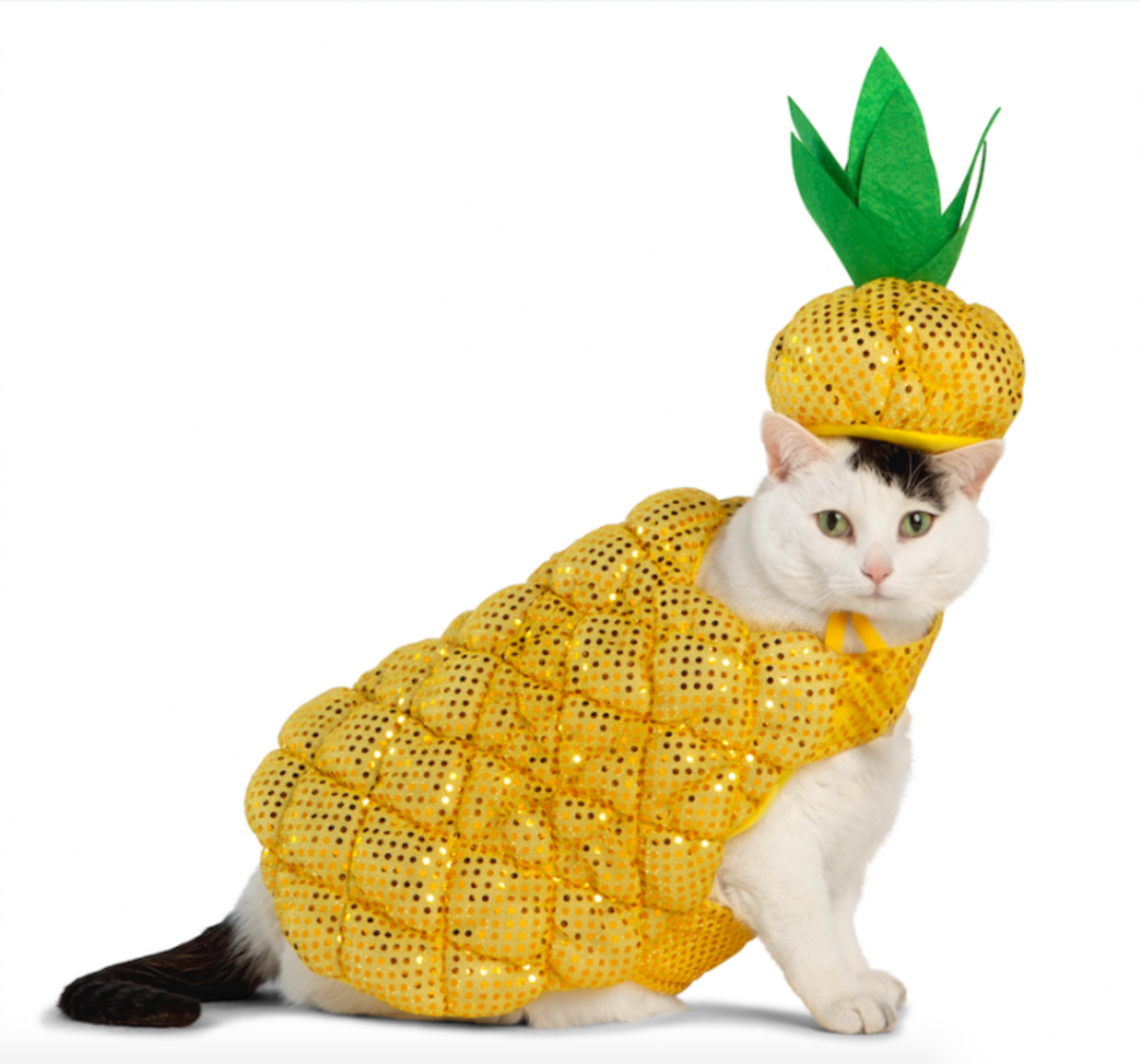 derrick rawn recommends pictures of kittens in costumes pic