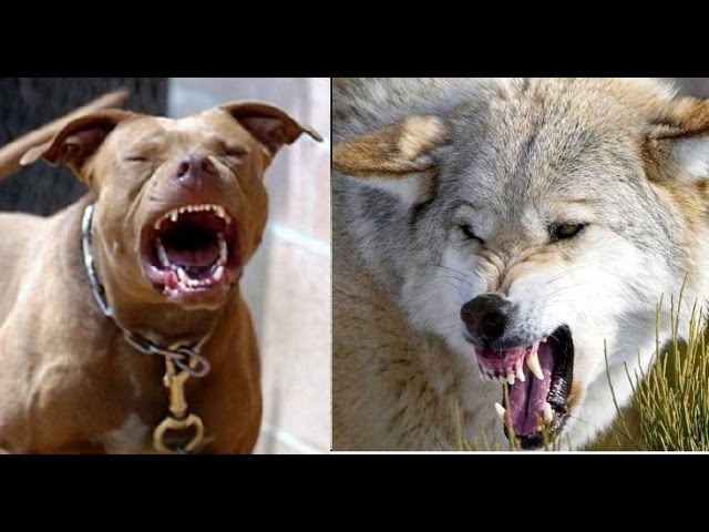 barbara wong recommends pitbull vs wolf pic