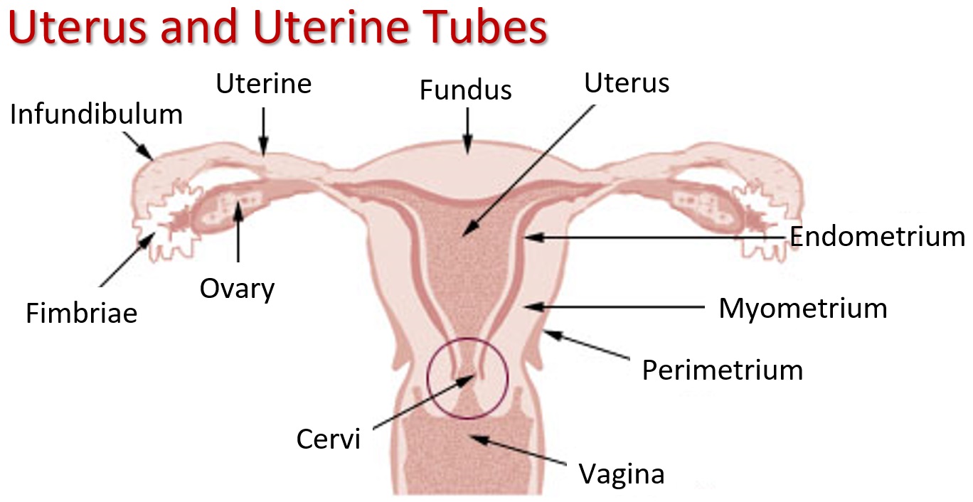 positions to avoid hitting cervix