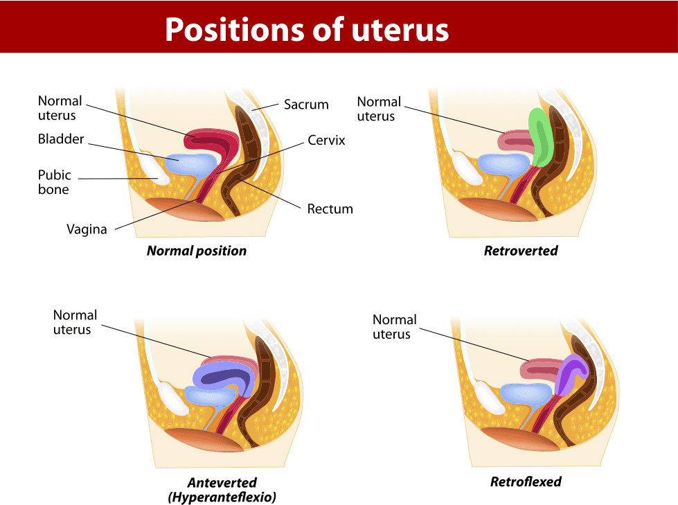 bushra butt recommends Positions To Avoid Hitting Cervix