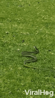 Best of Snake in the grass gif